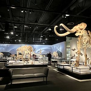 Mammoth and Mastadon