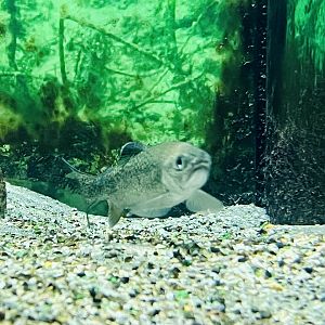 Display of Alberta’s fishes.