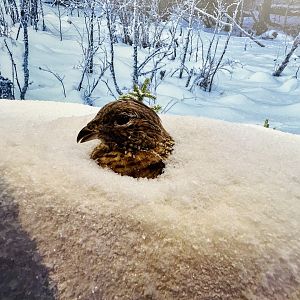 Ruffed Grouse
