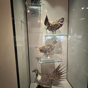 Alberta’s Grouse Specices