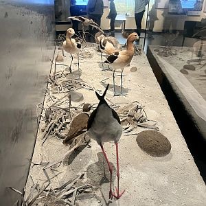 Shorebirds Diorama