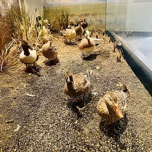 Waterfowl Diorama