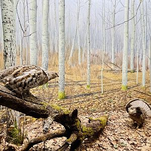 Ruffed Grouse Diorama