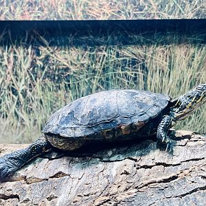 Alberta’s Native Turtle - Western Painted Turtle