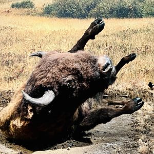 Wallowing Bison