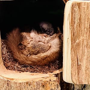 Northern Flying Squirrel