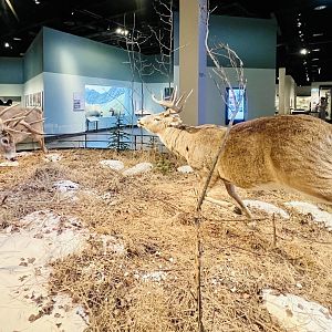 Whitetail Deer Display