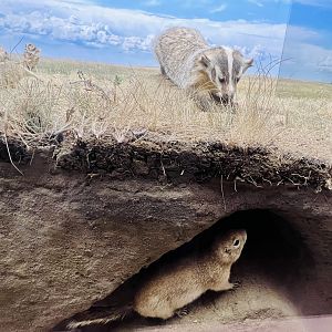 Badger and Ground Squirrel