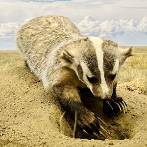 American Badger
