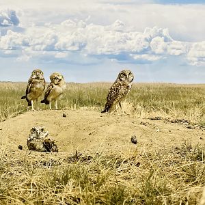 Burrowing Owls