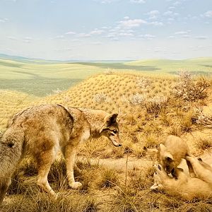 Coyote Diorama