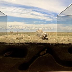 Prairie Diorama
