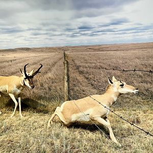 Pronghorn Diorama