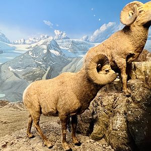 Bighorn Sheep Diorama