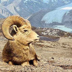 Bighorn Sheep Diorama
