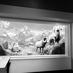 Bighorn Sheep Diorama