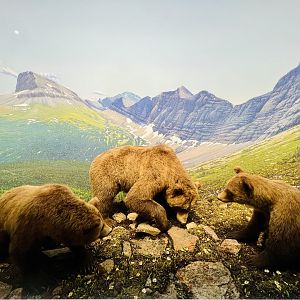 Grizzly Bear Diorama