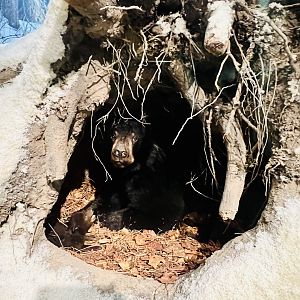 Very creative Black Bear Diorama
