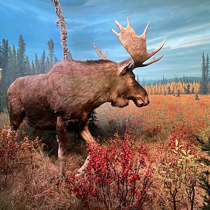 Moose Diorama