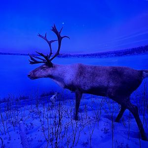 Caribou Diorama