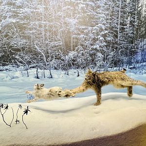 Canada Lynx and Snowshoe Hare