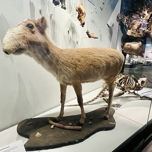 Saiga - two museums in Yukon Territory also display Saiga.  Both will be closed as I pass through.
