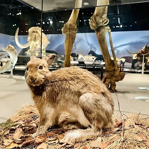 Snowshoe Hare in Ice Age Exhibit - Can you imagine the changes his tribe has witnessed these last million years?