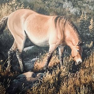 Pleistocene Horse