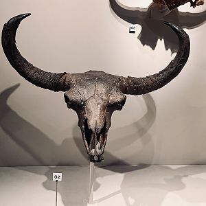 Bison
