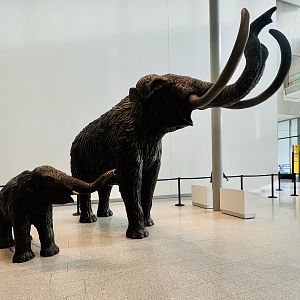 Mammoths