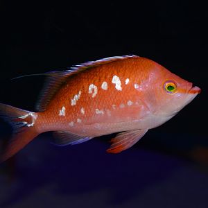 Cherry anthias (Sacura margaritacea)