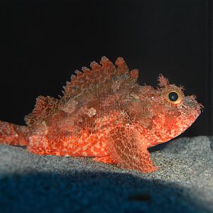 Smallmouth scorpionfish (Scorpaena miostoma)