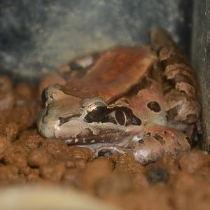 Guianan white-lipped frog (Leptodactylus guianensis)