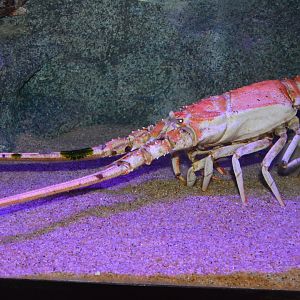 Spear lobster (Linuparus trigonus)