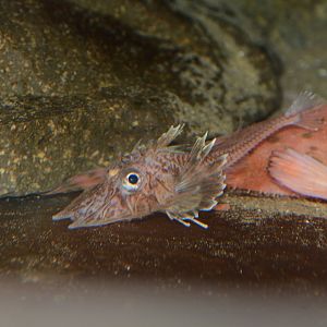 Japanese dwarf armoured gurnard (Scalicus amiscus)