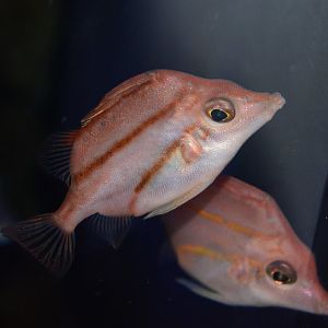 Red spikefish (Triacanthodes anomalus)