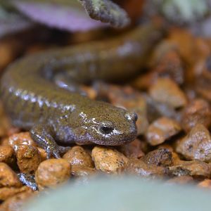 Oita salamander (Hynobius dunni)