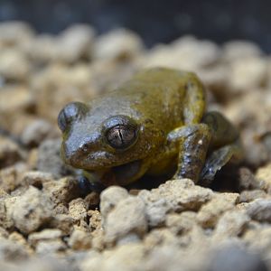 Boulenger's bush frog (Phlyctimantis boulengeri)
