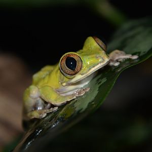 Victoria forest treefrog (Leptopelis boulengeri)
