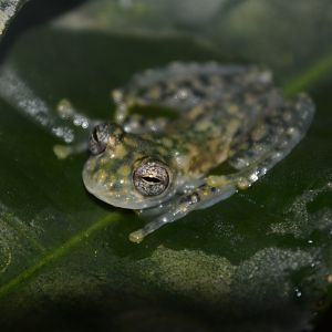 Yellow-flecked glassfrog (Sachatamia albomaculata)