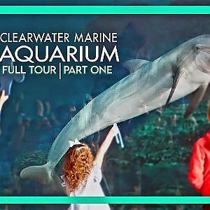 Clearwater Marine Aquarium | PART ONE | Zoo Tours