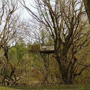 Lar Gibbon tree house, November 2022