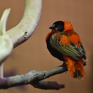 Southern Red Bishop Euplectes orix