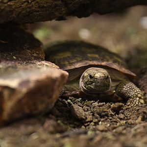 Pancake tortoise (Malacochersus tornieri)