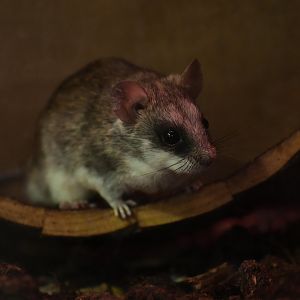 Acacia rat (Thallomys paedulcus)