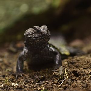 Uromastyx geyri