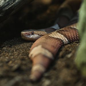 Copperhead Agkistrodon contortrix