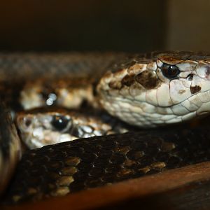Cottonmouth Agkistrodon piscivorus