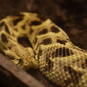 Puff adder (Bitis arietans)