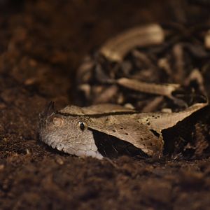 Bitis gabonica
